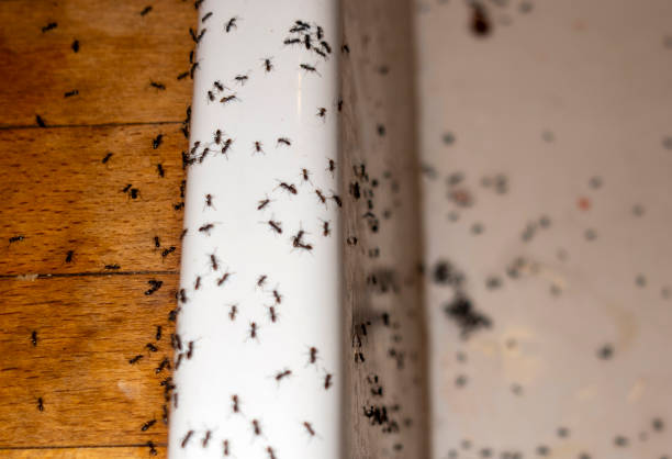 Professional Pest Control in Belmont, NC